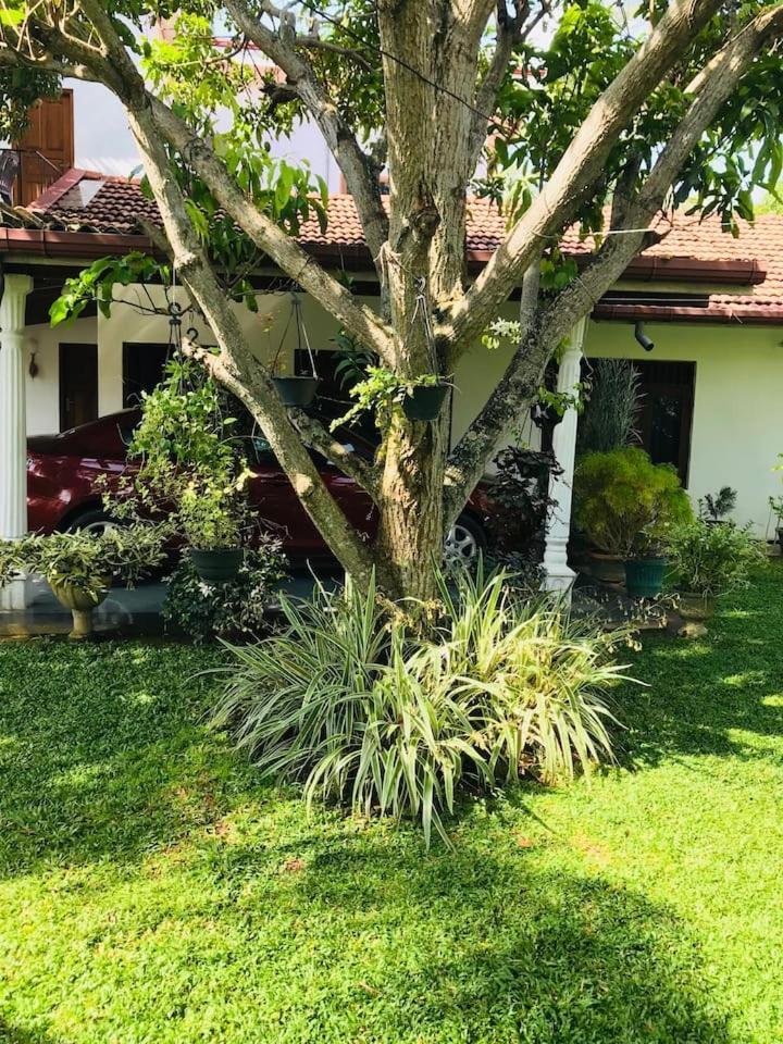 House Of Seya Bed & Breakfast Negombo Dış mekan fotoğraf